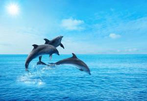 Изменението на климата сериозно застрашава китовете и делфините
