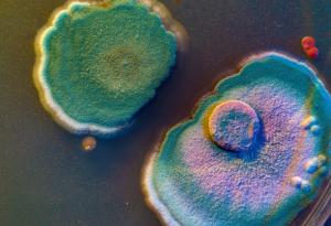 Микроб или вирус? Sukunaarchaeum пренаписва правилата на микробиологията