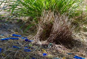 Птица естет с дизайнерски вкус