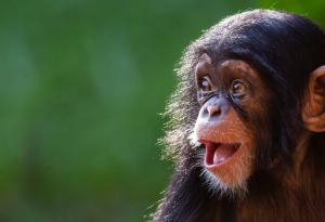 Най-умната маймуна
