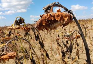 Сушата в Европа е достигнала най-ниски нива от началото на 2022 година