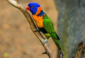 Кой е най-шареният папагал в света?