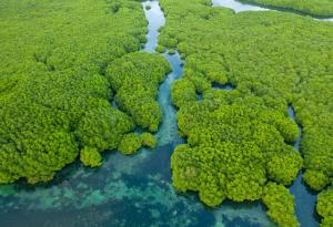 Учените от „Макс Планк“: Валежите в Амазония остават стабилни въпреки обезлесяването