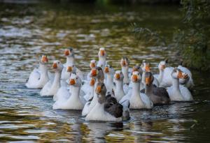 10 любопитни факта за гъските