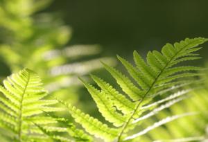 Папратите присвояват ДНК от други организми в продължение на милиони години