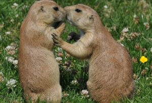 Прерийните кучета се целуват