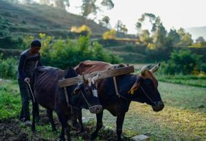 Виц: Преводач