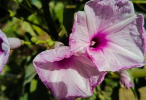 Познайте на кое любимо растение от детството научното име е „ипомея“