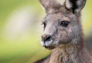 Едри бозайници в Югоизточна Австралия са застрашени от изчезване