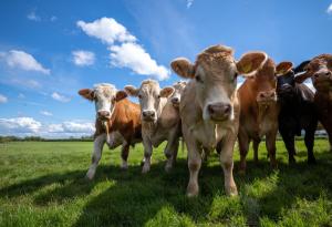 Нов катализатор може да превърне метана в нещо полезно