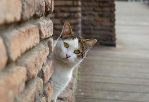 Котките също развиват деменция