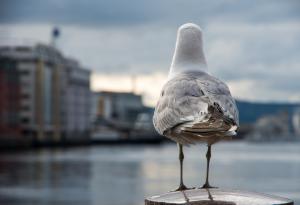 Чайките знаят кога е най-подходящият момент да откраднат храната ни