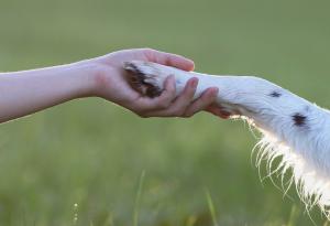 Човекът е повлиял съществено върху размера на животните през последното хилядолетие