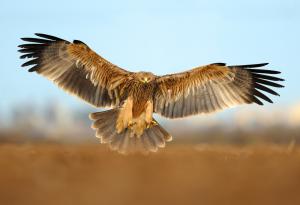 Продължават усилията да бъде спасен простреляният край Ямбол царски орел