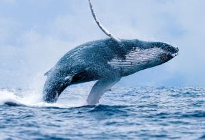 До 2050-а световните океани могат да се възстановят напълно