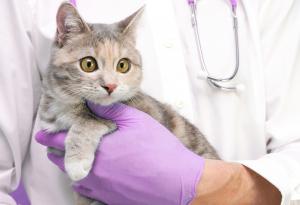 Проучване, проведено сред над 1 млн. екземпляра, установи най-често срещаните заболявания при котките