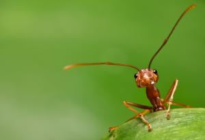 "Индивидуалността" на мравките определя тази на тяхната колония