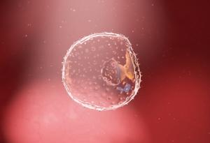 Древна вирусна ДНК формира ранното развитие на ембриона