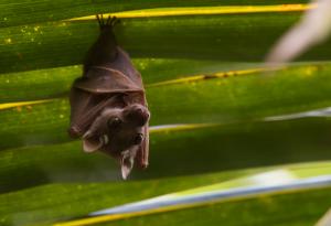 За прилепите и COVID-19