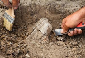 Откритие в Австралия разкрива най-старите отпечатъци от сухоземно влечуго – на 350 милиона години