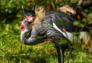 Летят жерави