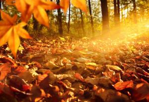 Ноември 2021 г. – петият най-топъл ноември за последните поне 43 г.