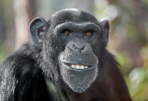 Мъжките индивиди невинаги доминират при приматите