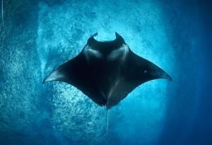 Китай представи иновативен дълбоководен робот, вдъхновен от мантата