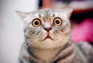 Кошмарните думи с погрешно „е“