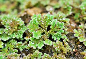 Азолата – едно инвазивно растение, ни поставя пред избор дали да го култивираме или унищожаваме