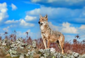 WWF представя първото мащабно проучване на закононарушенията срещу дивата природа у нас