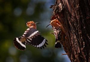 WWF започна мониторинг на птици в застрашени от климатичните промени гори