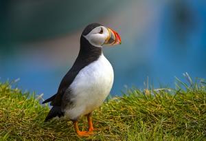 Смъртоносната доза пластмаса за морските животни е много по-ниска, отколкото смятахме