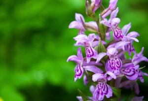 Глобалното застудяване е ускорило еволюцията на орхидеите