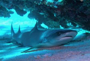 Бозайници ли са акулите?