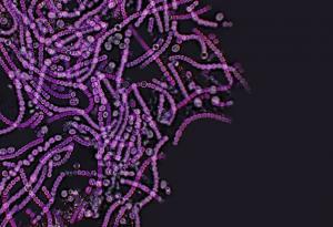 Дрождите могат да доведат до разработка на нови пробиотици 