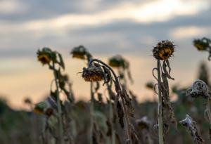 Европа се затопля по-бързо от другите континенти