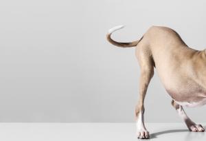 Защо животните имат опашки?