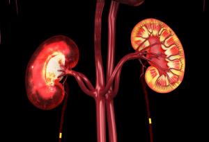 За пръв път свински бъбреци, трансплантирани на човек, осигуряват животоподдържаща функция