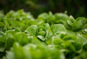 Листните зеленчуци, отглеждани в космоса, могат да представляват сериозен (и смъртоносен) проблем