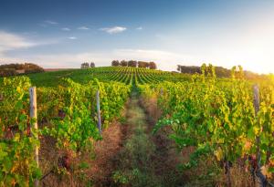 Карантинна болест заплашва българските лозя