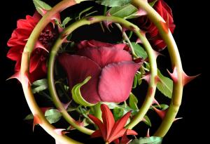 Лудост е да мразиш всички рози, защото си се убол на една от тях