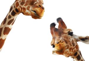 Най-високият сухоземен бозайник