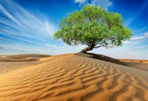 Как да озеленим пустинята и да неутрализираме последиците от климатичните промени