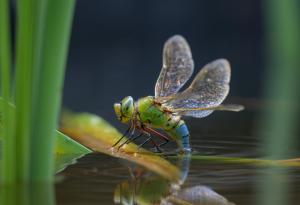 Нова хипотеза предполага, че крилете на насекомите са произлезли от хрилете