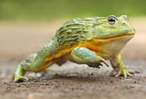 Жаби канибали