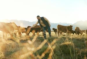 Нов щам на птичи грип заразява млечни крави в Невада: какви са рисковете?