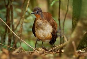 Лирите – изненадващите фермери на австралийските гори