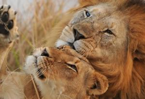 Неразделна двойка възрастни лъвове бяха приспани заедно, за да не живеят един без друг