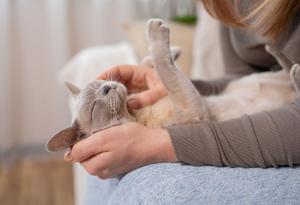 Виц: Мъж се опитва да се отърве от котката на жена си